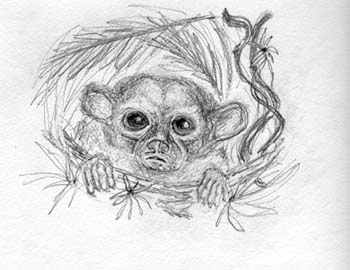 Kinkajou-8 copy